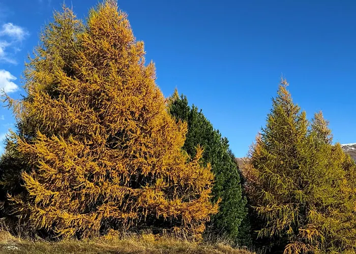 Chesa Blais- 2- Og By Interhome Lejlighed *